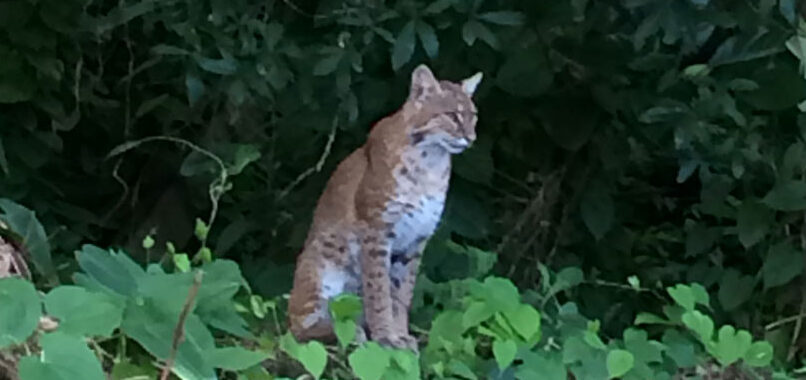 Bobcat